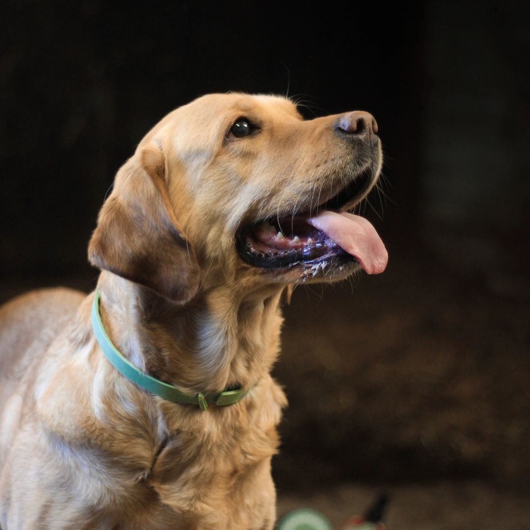 Tassu Foods Tuoksupanta 62 cm