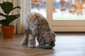 Beeztees LickMat Dish nuolumatto vihreä 19cm