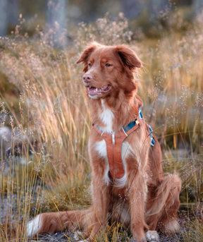 Woolly Wolf Alpha 360 koiran valjaat
