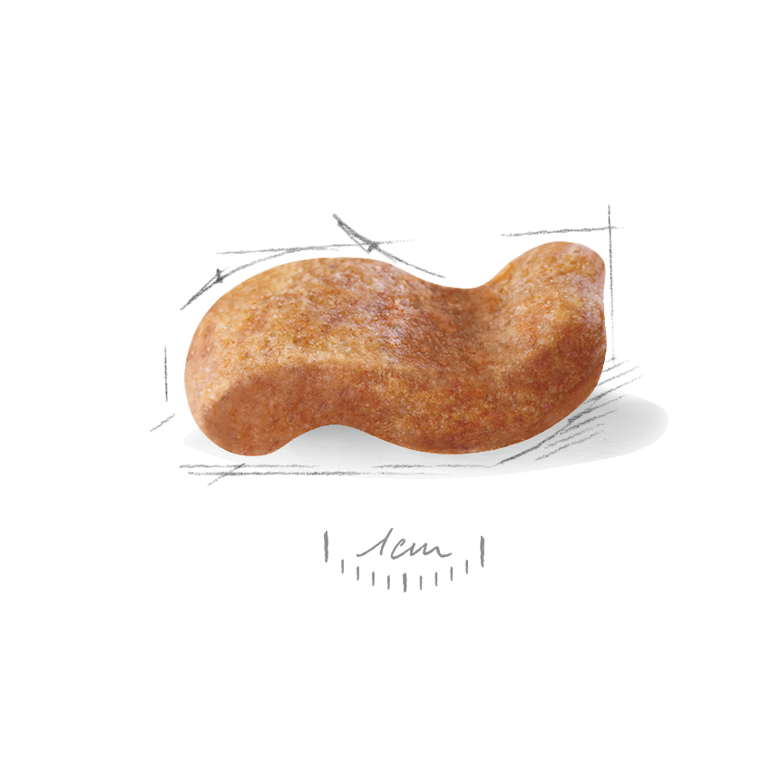 Royal Canin Boxer Adult koiralle 12 kg