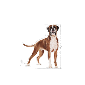Royal Canin Boxer Adult koiralle 12 kg