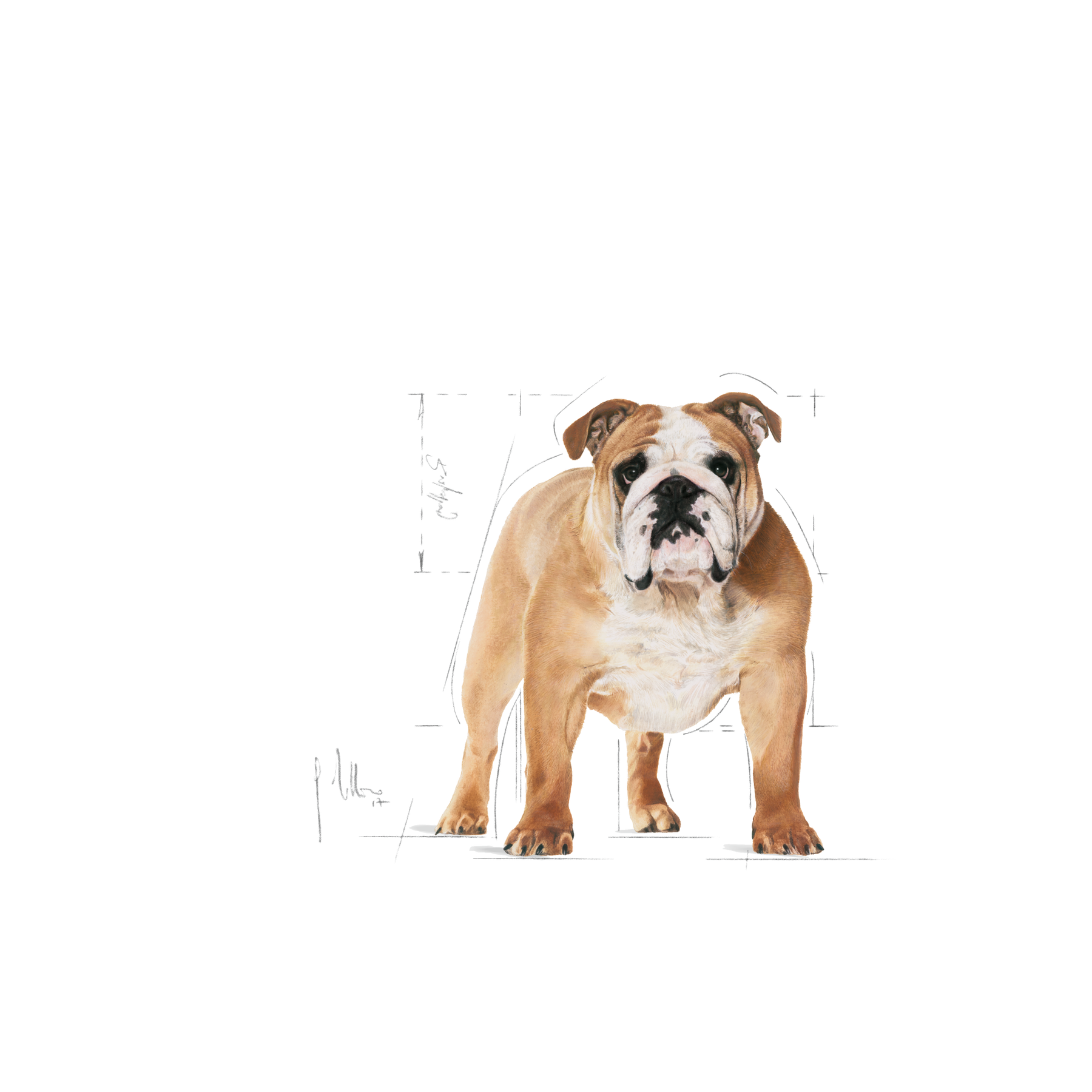 Royal Canin Bulldog Adult koiralle 12 kg