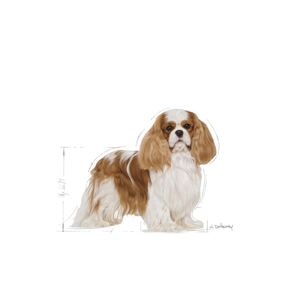 Royal Canin Cavalier King Charles Adult koiralle 1,5 kg