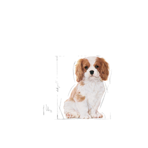 Royal Canin Cavalier King Charles Puppy koiralle 1,5kg