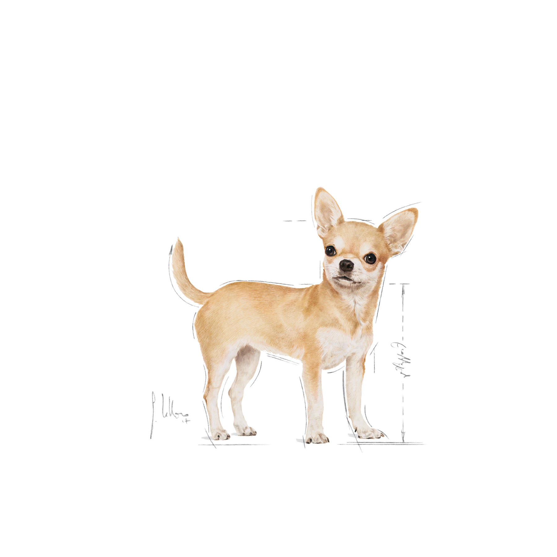 Royal Canin Chihuahua Adult koiralle