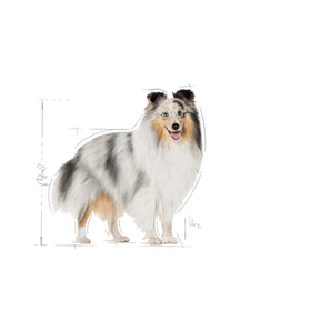 Royal Canin Coat Care koiralle 12 x 85 g