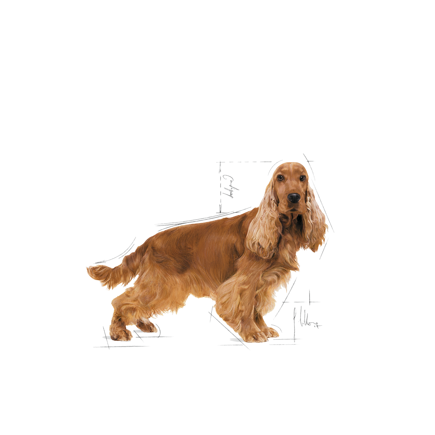Royal Canin Cocker Adult koiralle 12 kg