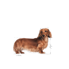 Royal Canin Dachshund Adult koiralle