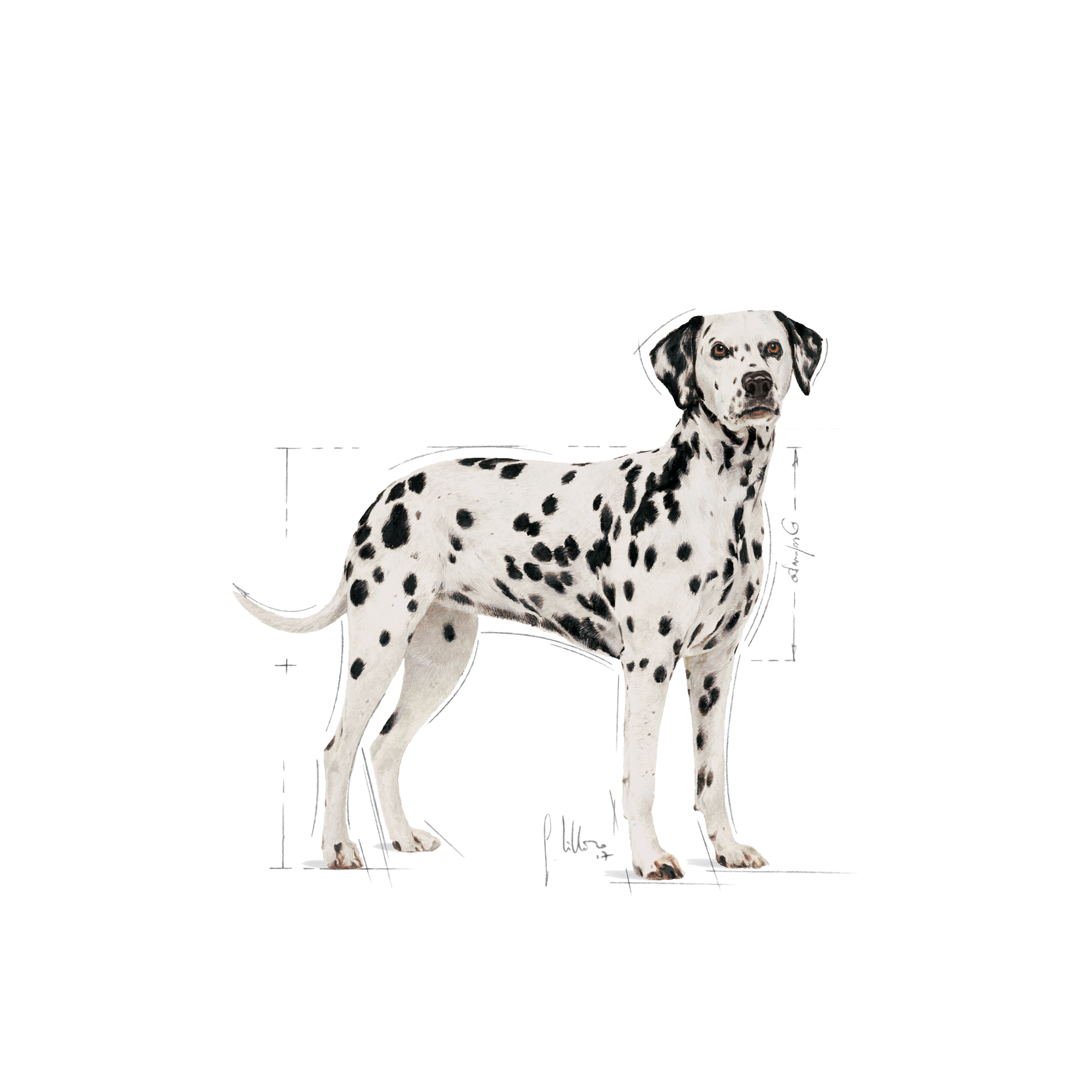 Royal Canin Dalmatian Adult koiralle 12 kg