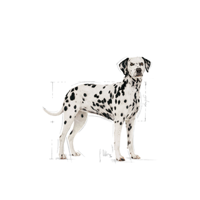 Royal Canin Dalmatian Adult koiralle 12 kg