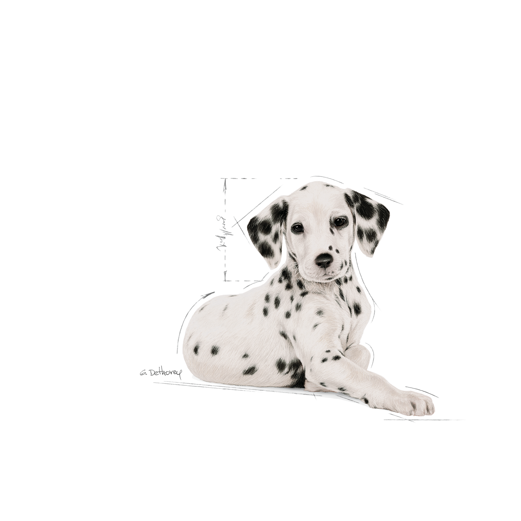 Royal Canin Dalmatian Puppy koiralle 12 kg PÄIVÄYSTARJOUS