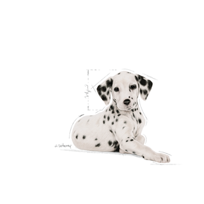 Royal Canin Dalmatian Puppy koiralle 12 kg PÄIVÄYSTARJOUS