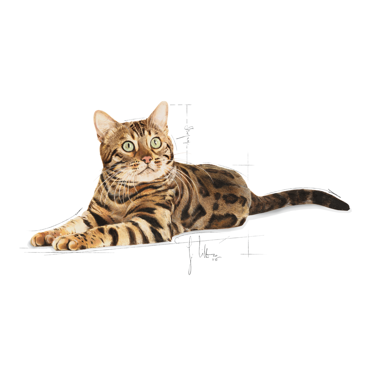 Royal Canin Bengal Adult kissalle 2 kg