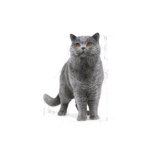 Royal Canin British Shorthair Adult kissalle