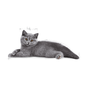 Royal Canin British Shorthair Kitten kissalle 2 kg