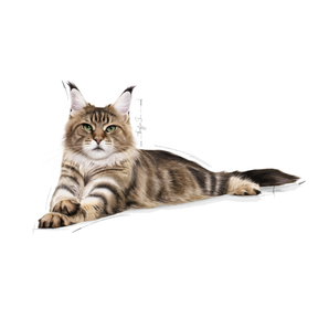 Royal Canin Maine Coon Adult kissalle