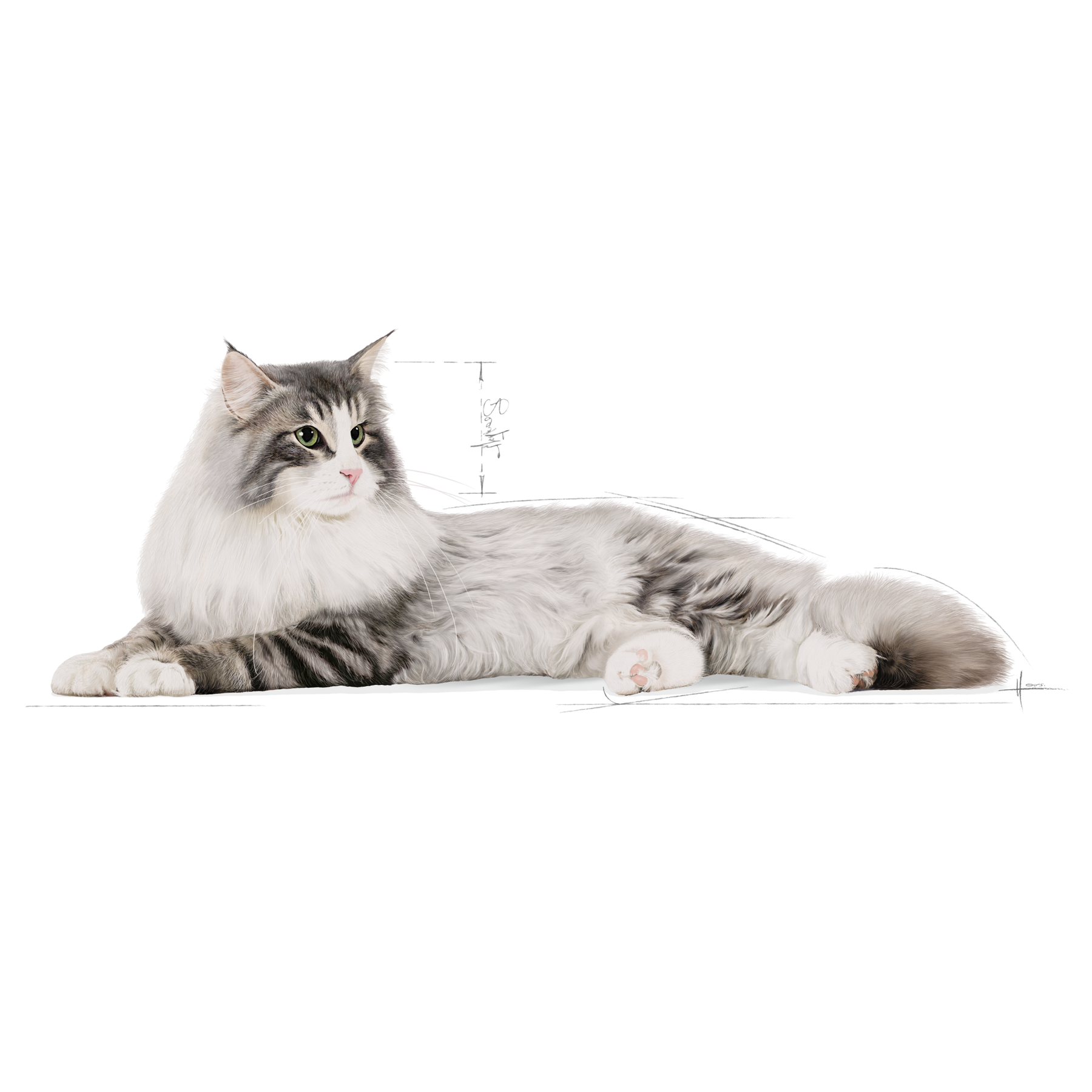 Royal Canin Norwegian Forest Cat kissalle