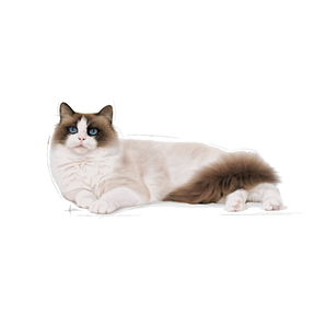 Royal Canin Ragdoll Adult kissalle