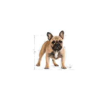 Royal Canin French Bulldog Adult koiralle
