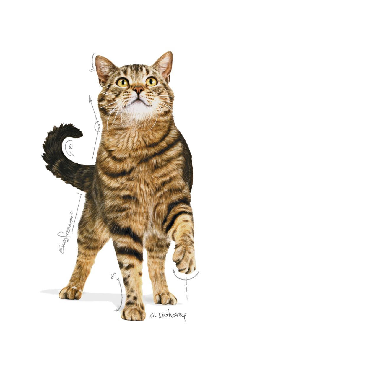 Royal Canin Appetite Control Care kissalle