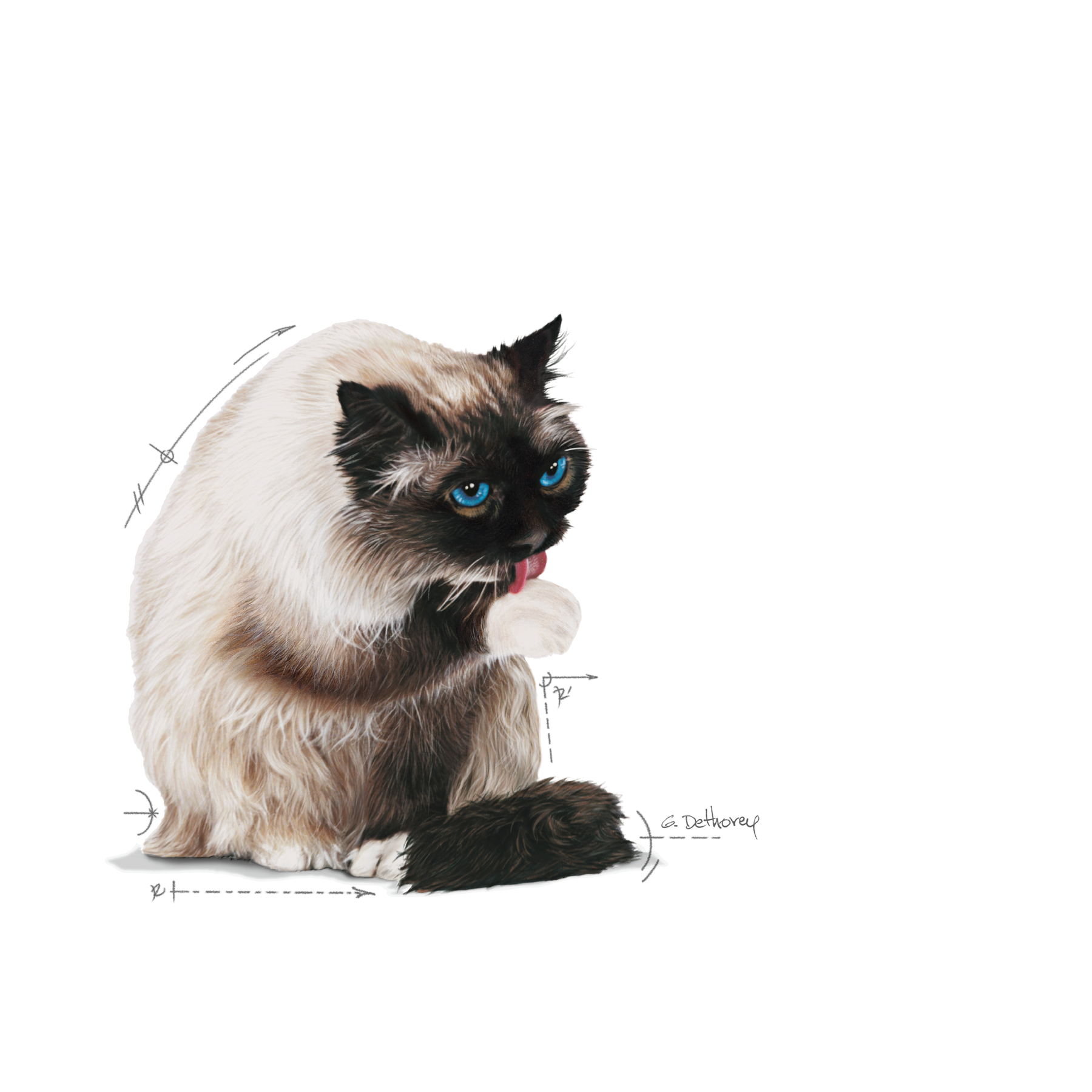 Royal Canin Hairball Care Gravy kissalle 12 x 85 g