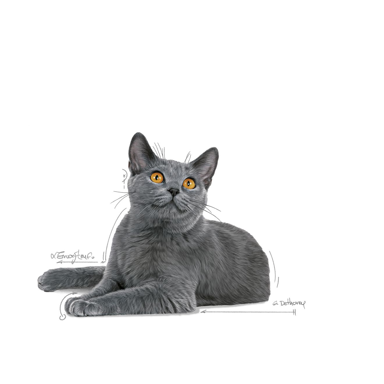 Royal Canin Dental Care kissalle 1,5 kg