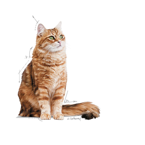 Royal Canin Digestive Care kissalle
