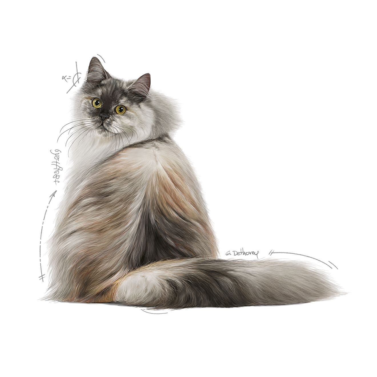 Royal Canin Hair & Skin Care kissalle 4 kg