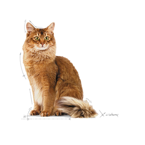 Royal Canin Light Weight Care kissalle
