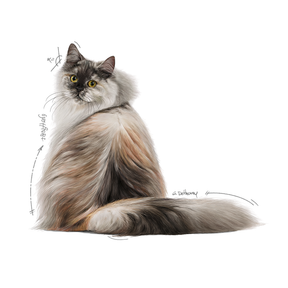Royal Canin Hair & Skin Care in Jelly kissalle 12 x 85 g