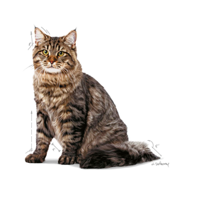 Royal Canin Urinary Care kissalle 10 kg