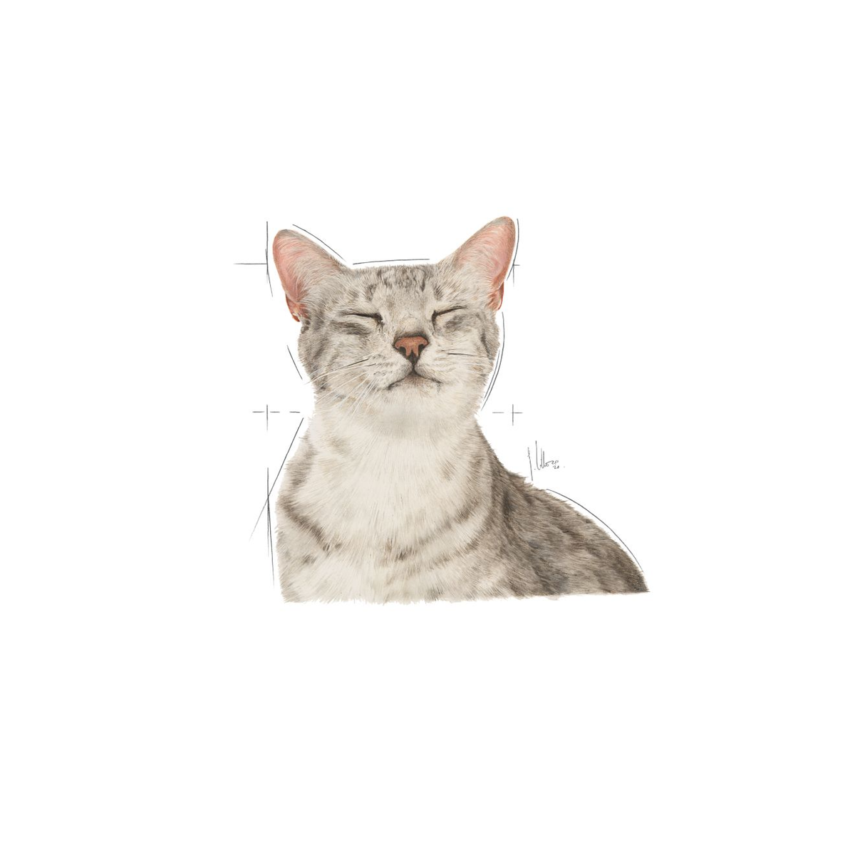 Royal Canin Sensory Feel Gravy kissalle 12 x 85 g