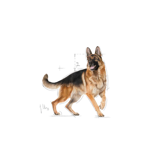 Royal Canin German Shepherd Adult koiralle 11 kg