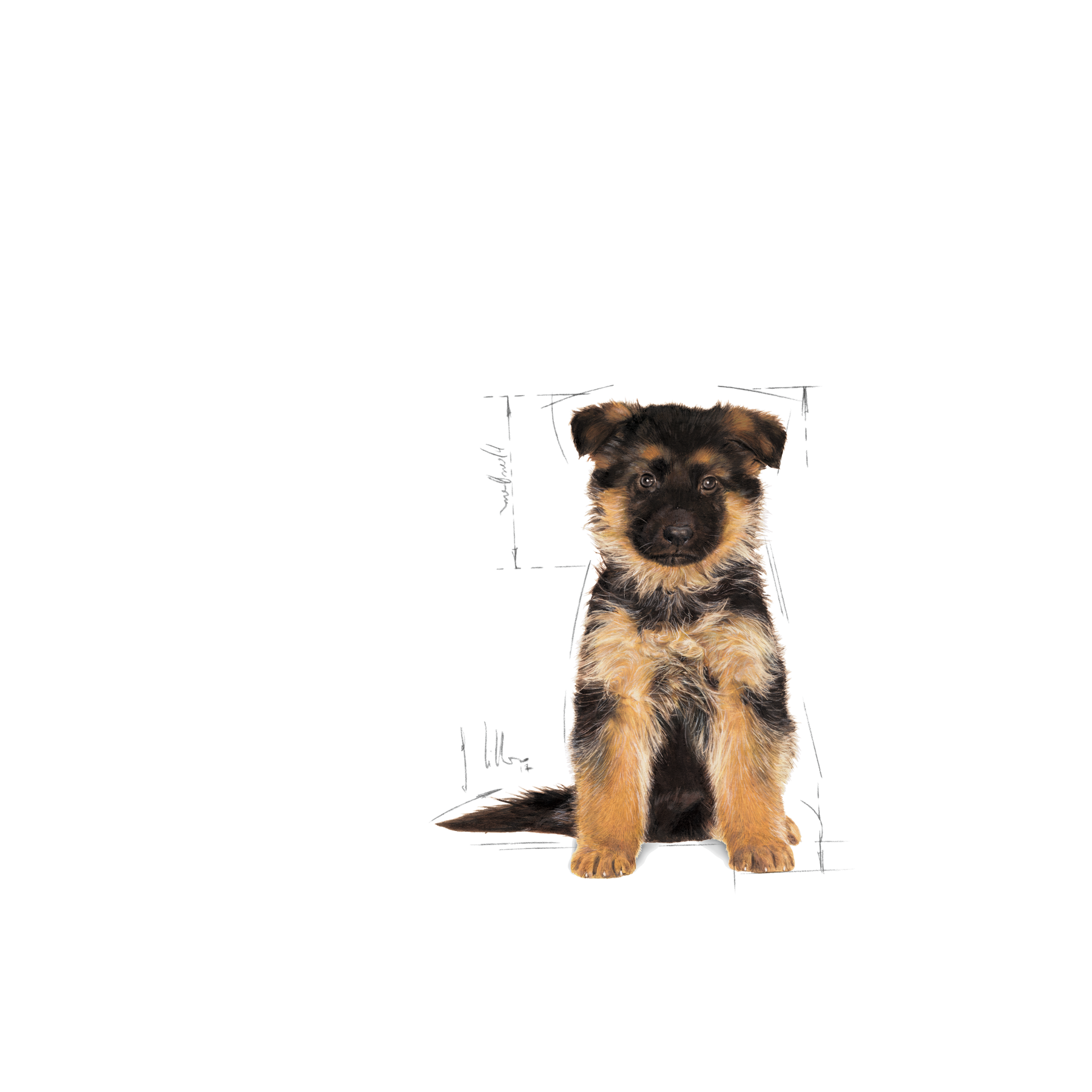 Royal Canin German Shepherd Puppy koiralle 12 kg