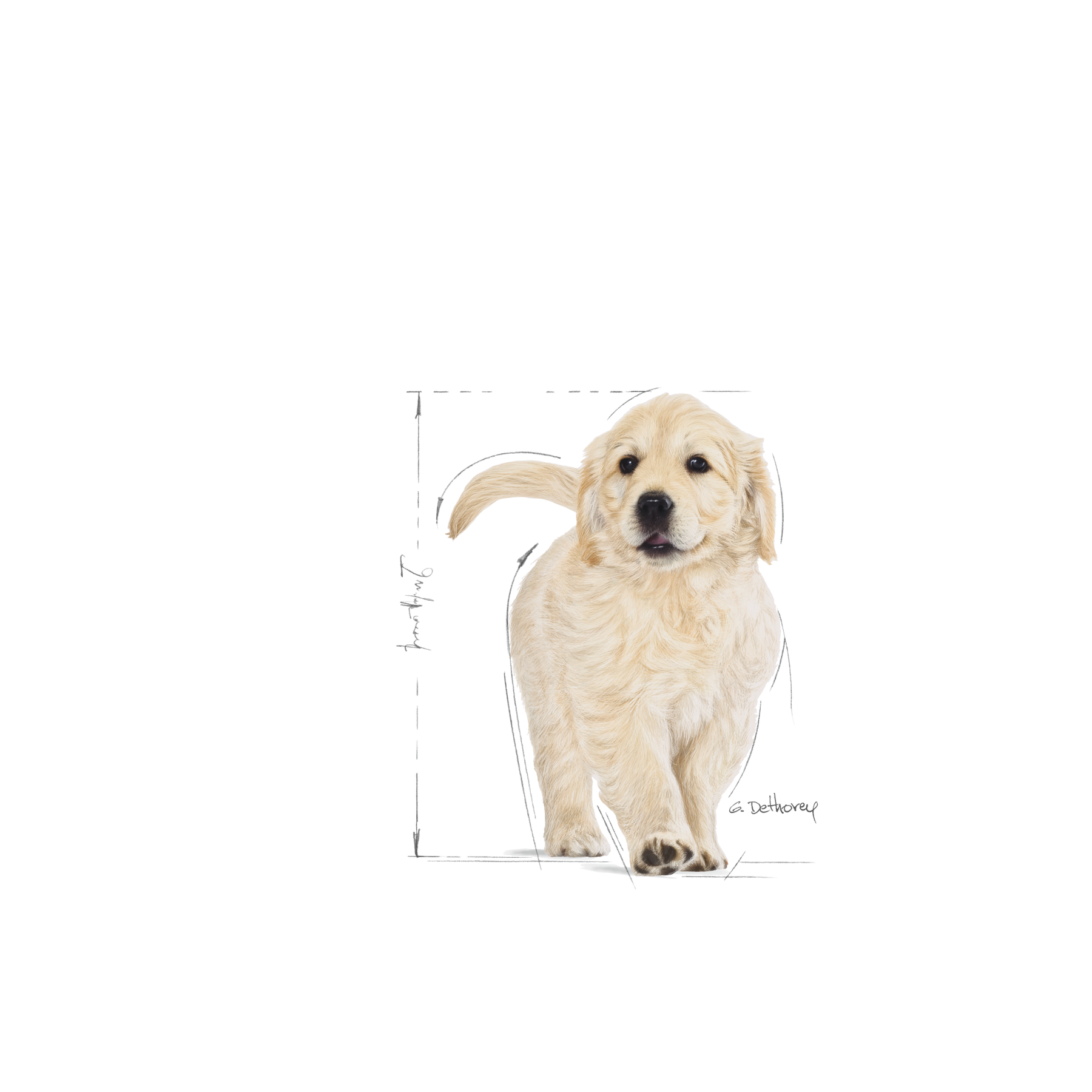 Royal Canin Golden Retriever Puppy koiralle 12 kg