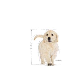 Royal Canin Golden Retriever Puppy koiralle 12 kg