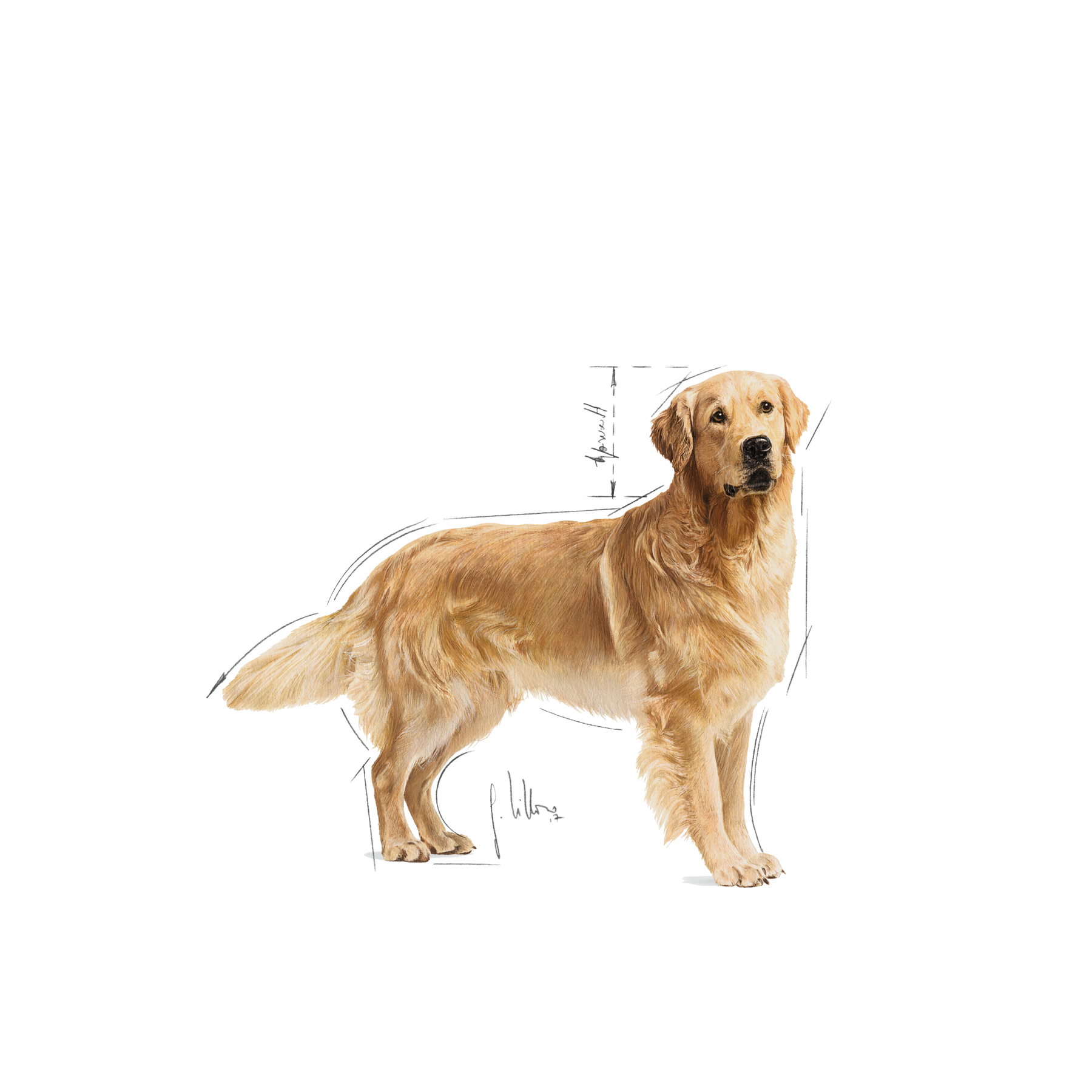Royal Canin Golden Retriever Adult koiralle 12 kg