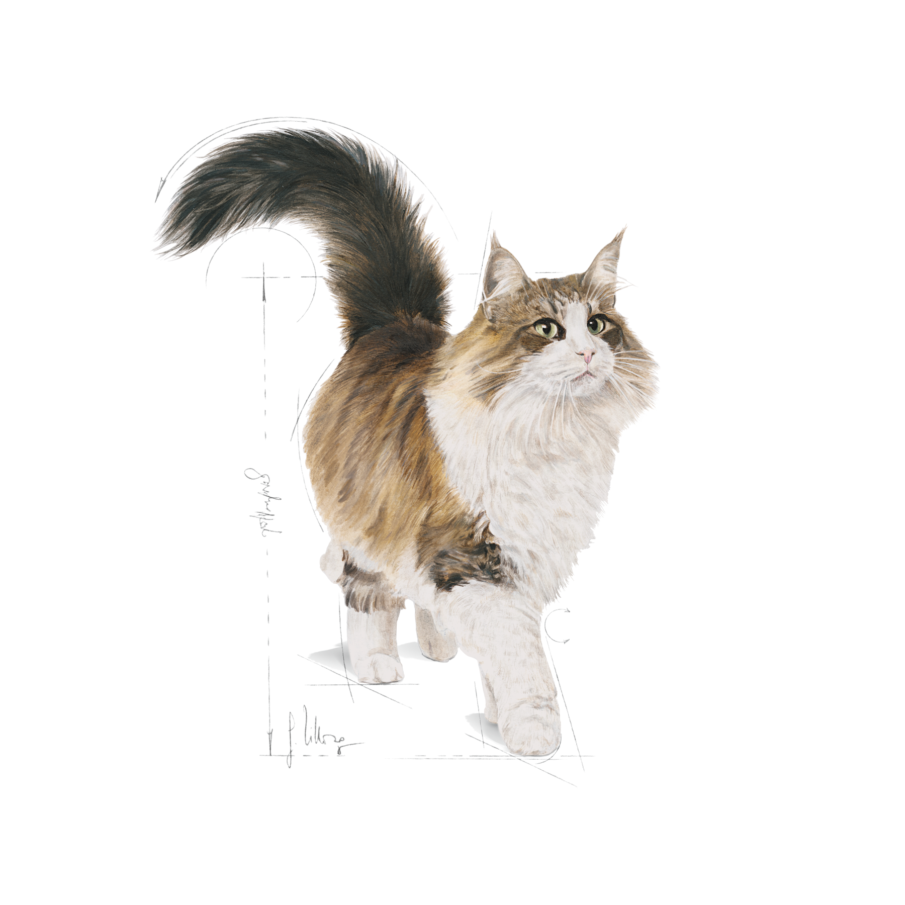 Royal Canin Instinctive 7+ Gravy kissalle 12 x 85 g
