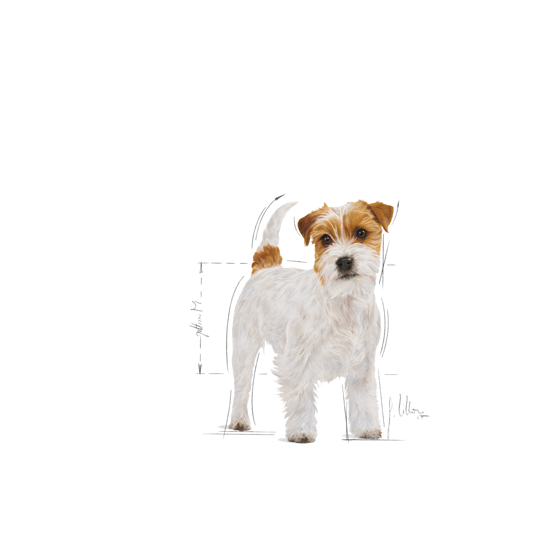 Royal Canin Jack Russell Adult koiralle 7,5 kg