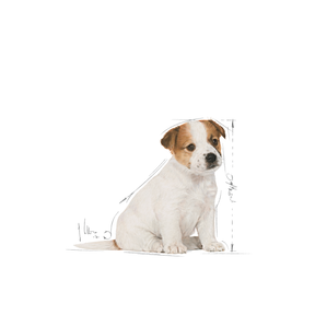 Royal Canin Jack Russell Puppy koiralle 1,5 kg