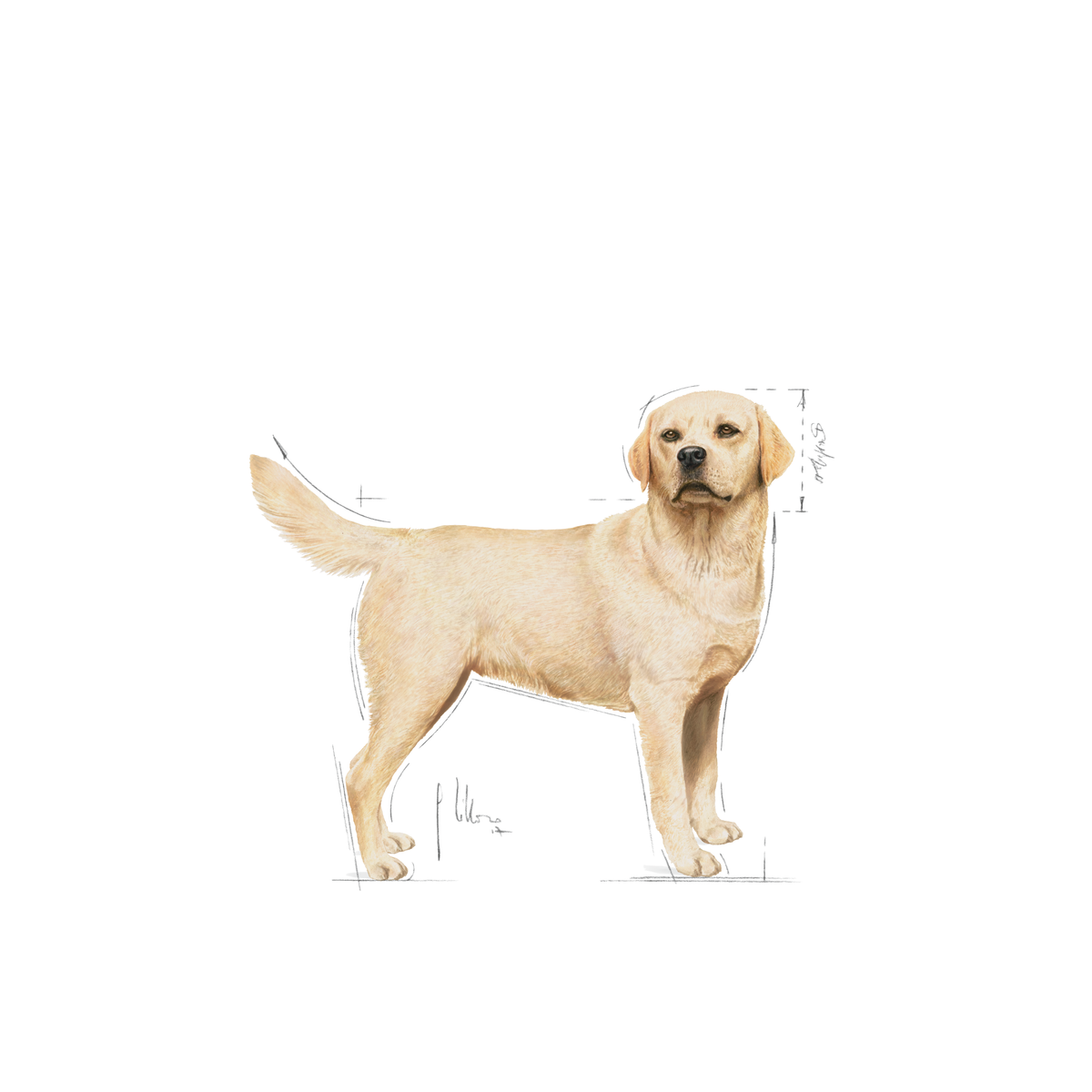 Royal Canin Labrador Retriever Adult koiralle 12 kg
