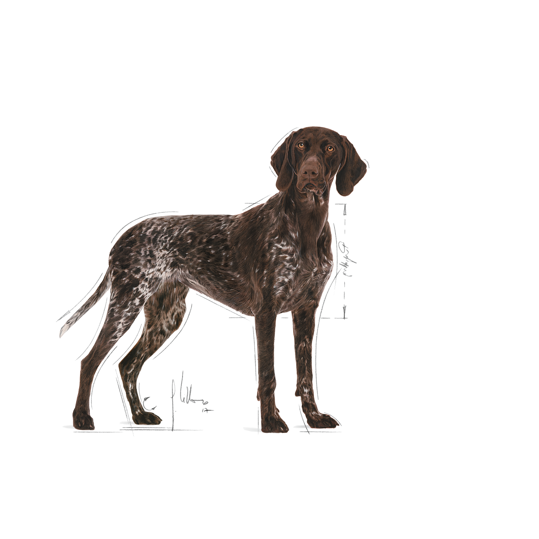 Royal Canin Digestive Care Maxi koiralle