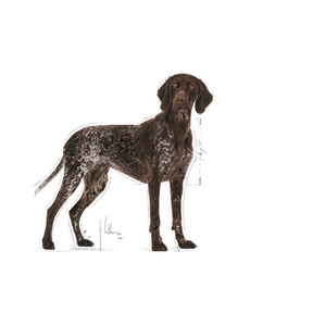 Royal Canin Digestive Care Maxi koiralle