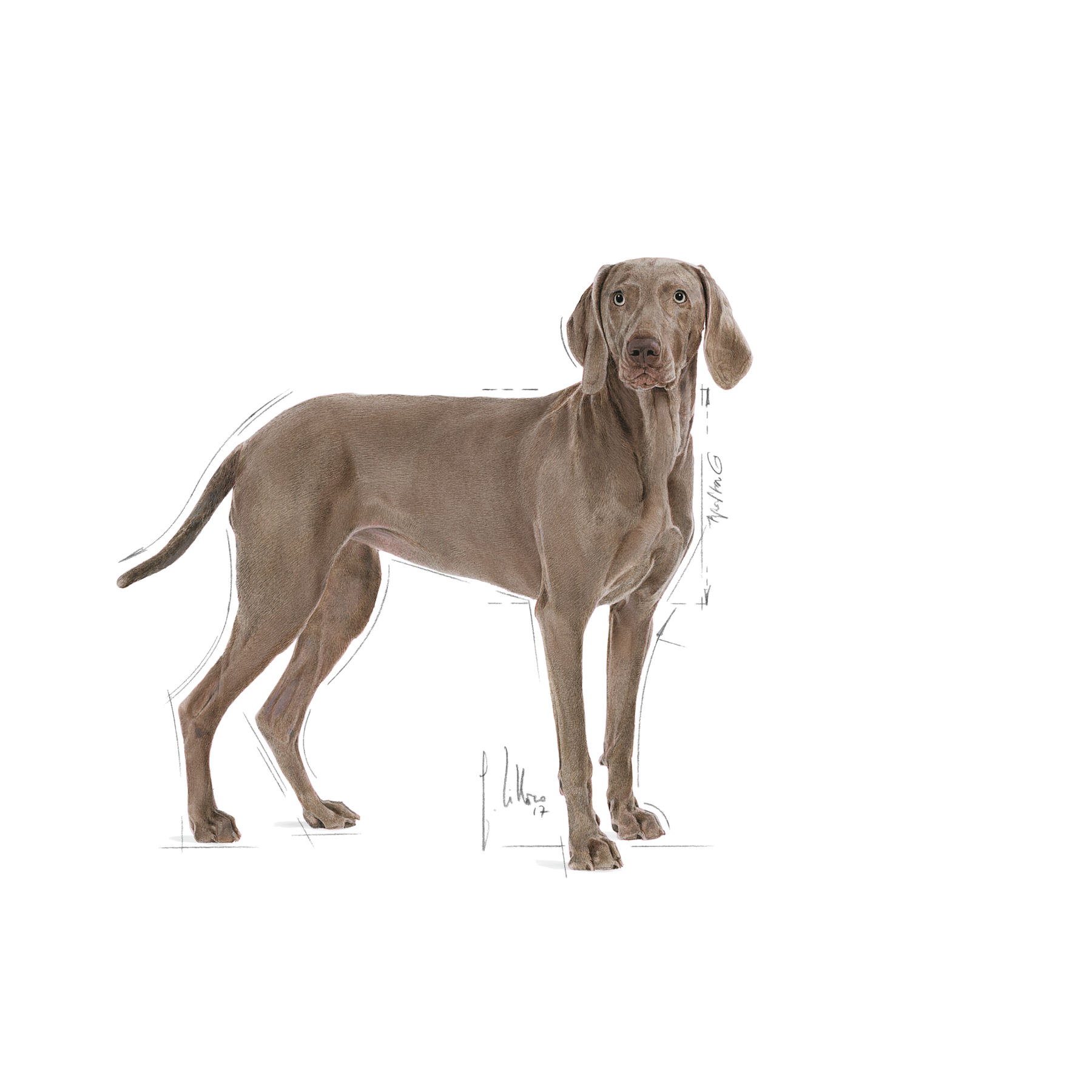 Royal Canin Dermacomfort Maxi koiralle 12 kg