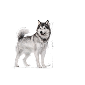 Royal Canin Joint Care Maxi koiralle