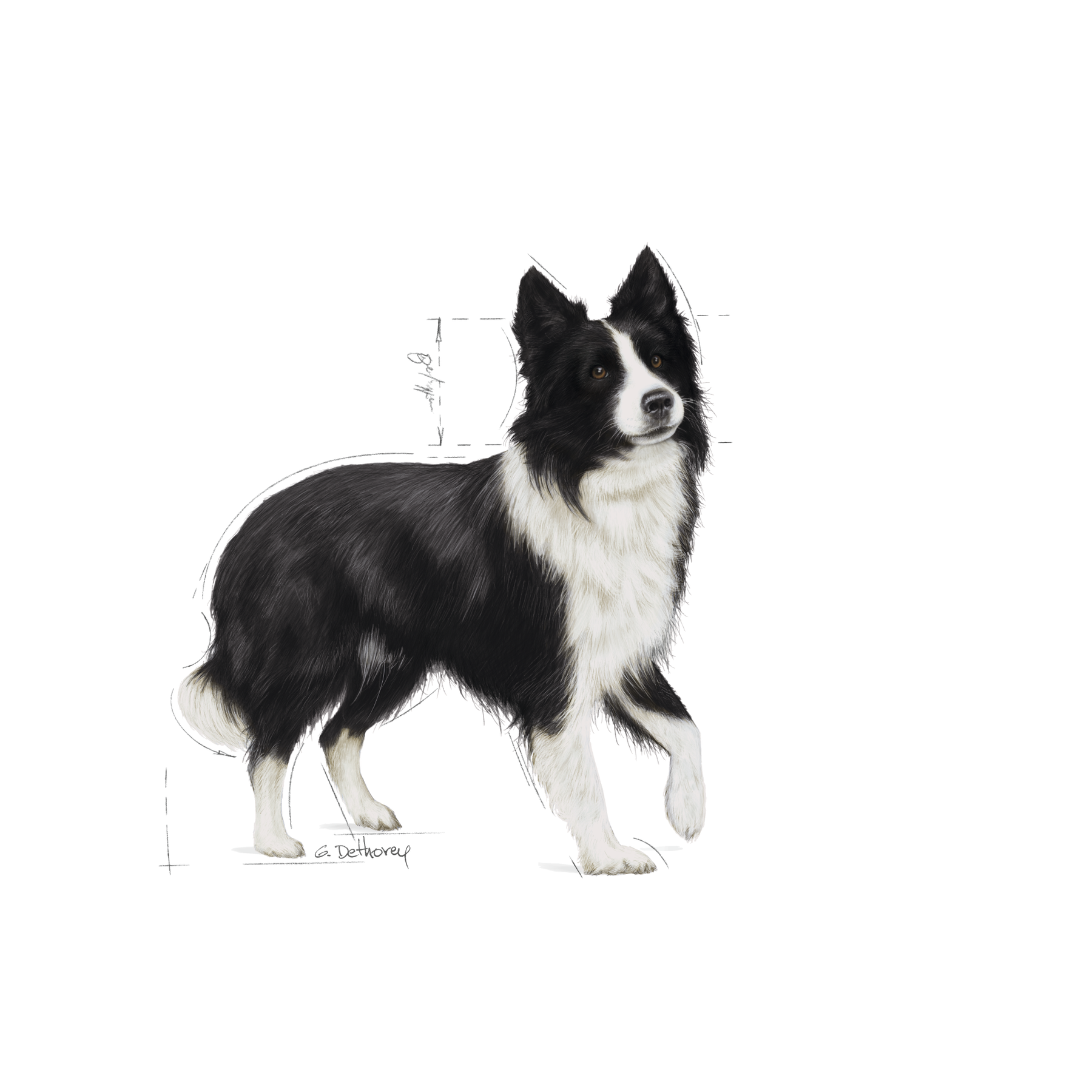 Royal Canin Digestive Care Medium koiralle