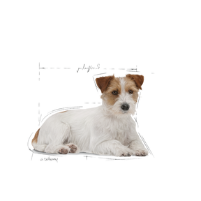 Royal Canin Mini Ageing 12+ koiralle