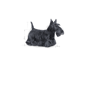 Royal Canin Dermacomfort Mini koiralle