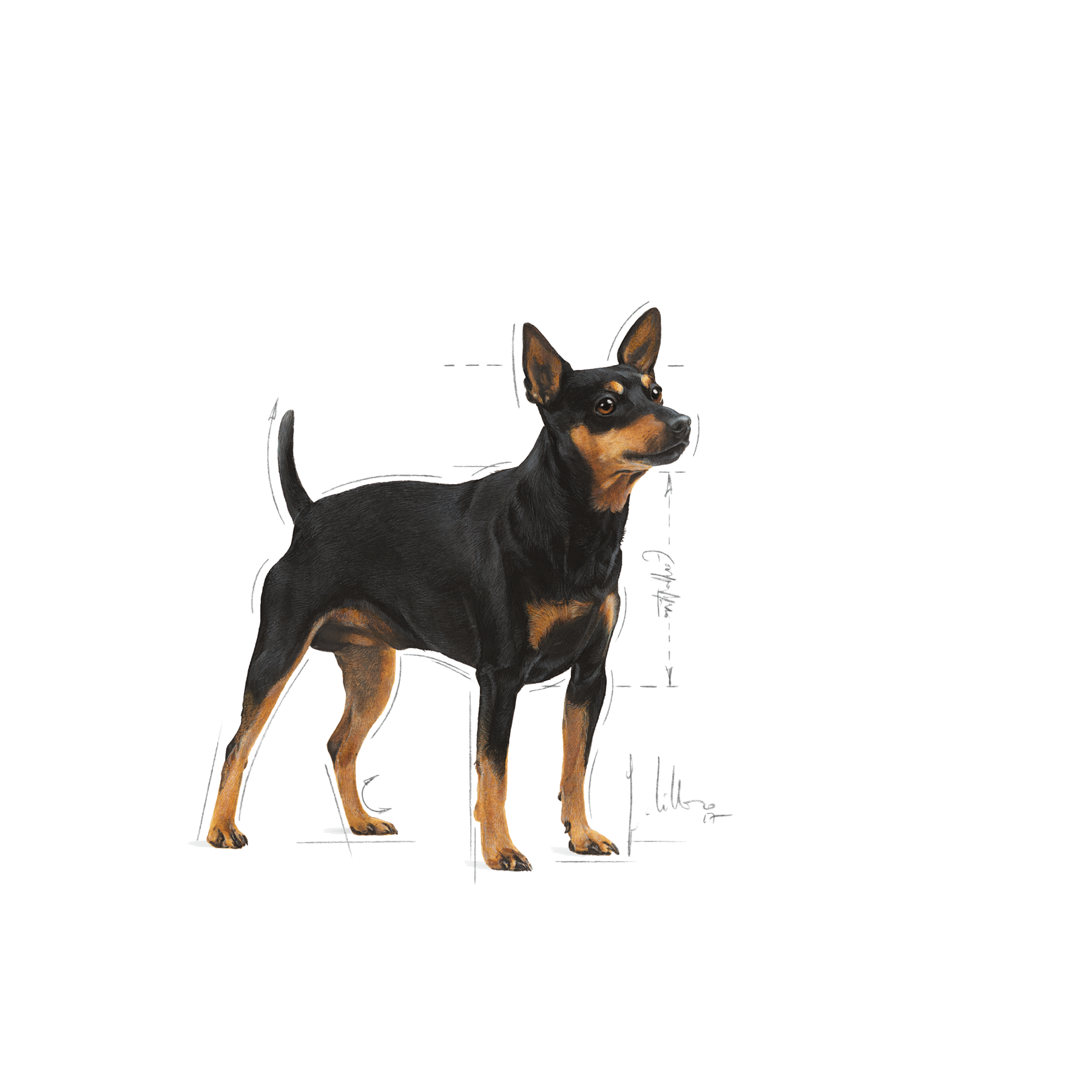Royal Canin Digestive Care Mini koiralle