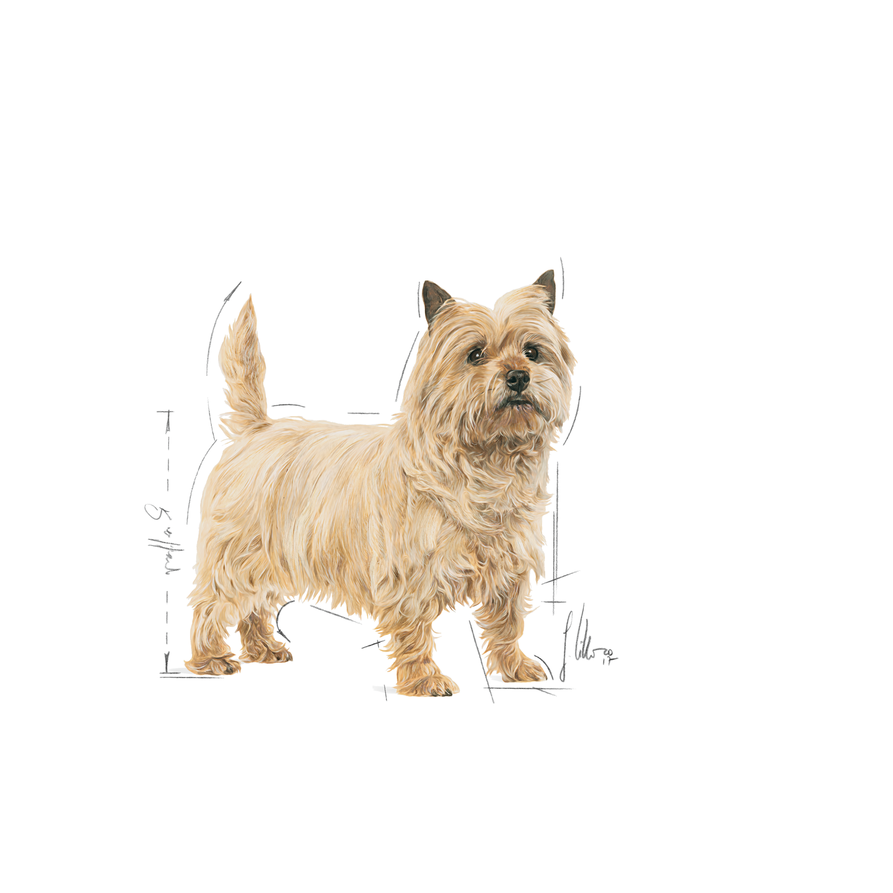 Royal Canin Light Weight Care Mini koiralle